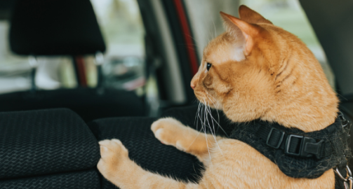 Tout ce qu’il faut savoir pour voyager avec un chat