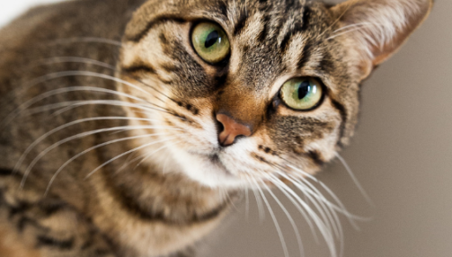 Le microbiote impliqué dans de nombreuses pathologies chez l’animal de compagnie