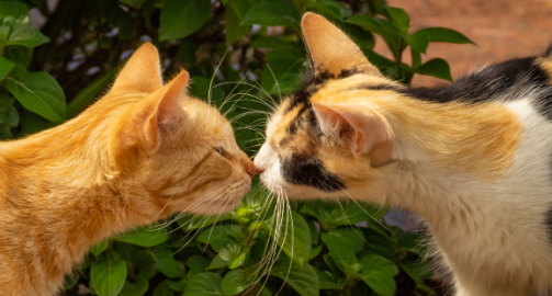 Comment faire cohabiter un chat avec un autre chat ?