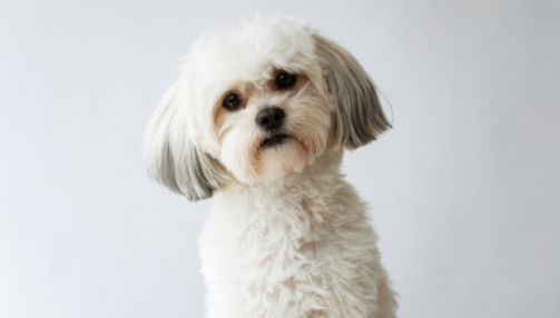 Le Shih Tzu