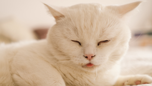 Pourquoi mon chat bave ?