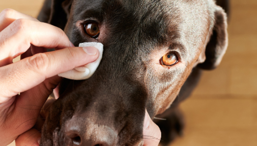 Comment nettoyer les yeux d'un chien ?