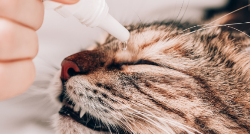 Comment mettre des gouttes dans les yeux d’un chat ?