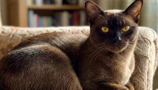 Burmese : origine, caractère, santé - Tout savoir sur cette race