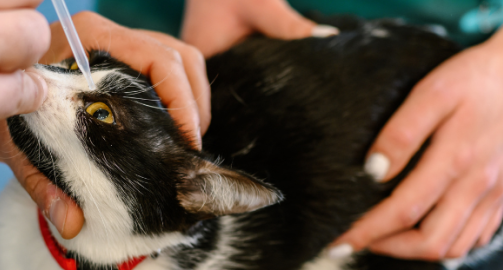 Conjonctivite chez le chat : bien agir pour protéger sa vue