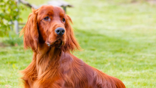 Le Setter irlandais