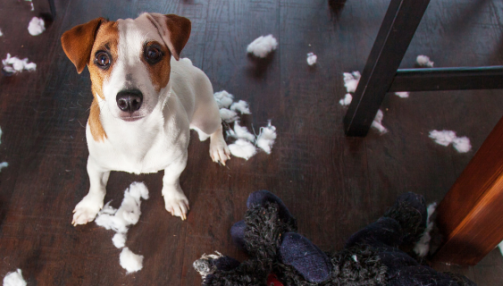 Chien destructeur : nos conseils pour corriger ce comportement