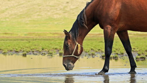 Rafraîchir son cheval en été : un défi de taille
