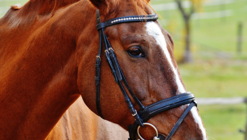 Psychologie du cheval : décoder ses instincts fondamentaux pour mieux le comprendre