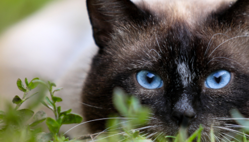 La rage chez le chat : une maladie qui menace la santé animale et humaine