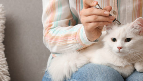 Puces et tiques chez le chat : reconnaître & prévenir