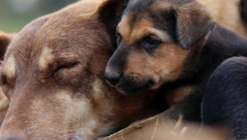 Quelle alimentation pour une chienne qui allaite ?