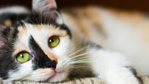 Comment prendre la température de son chat ?