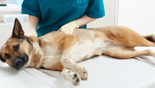 La maladie de Carré chez le chien : comprendre, prévenir et agir