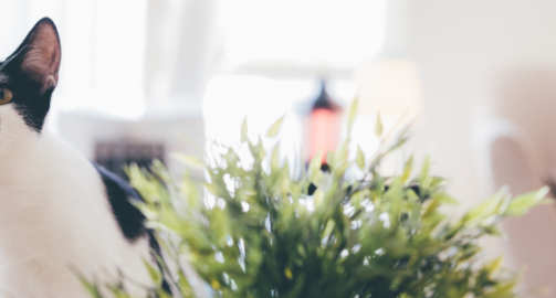 Comment divertir un chat en appartement ?