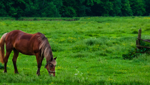 Le cheval au pré : à quoi faut-il faire attention ?