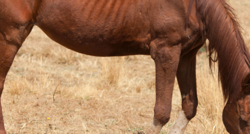 Cheval maigre : causes, conséquences et solutions
