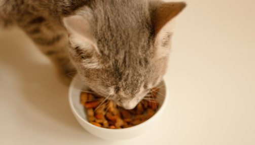 Quelle quantité de croquettes donner à mon chat ?