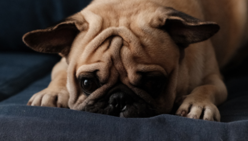 Chien stressé : comment reconnaître les signes d'anxiété ?