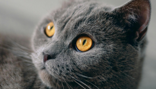 Le British Shorthair