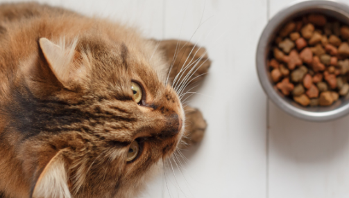 Comment nourrir un chat diabétique ?