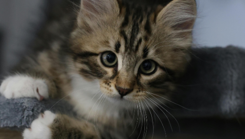 Fibrosarcome du chat : comprendre & agir
