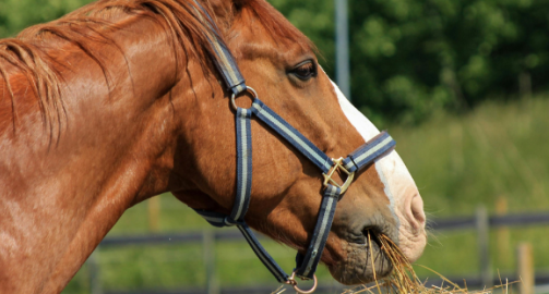Alimenter un cheval de course : les points clés