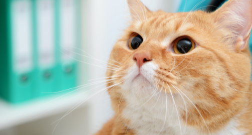 Le sida du chat : tout ce qu’il faut savoir pour protéger votre compagnon