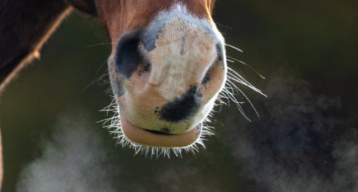 Asthme équin : origines, diagnostic et prise en charge