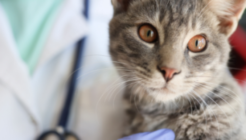 Le coryza chez le chat : guide complet pour comprendre et prévenir cette maladie