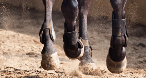 Tout savoir sur la fourbure chez le cheval
