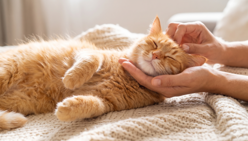 Tout savoir sur le ronronnement du chat