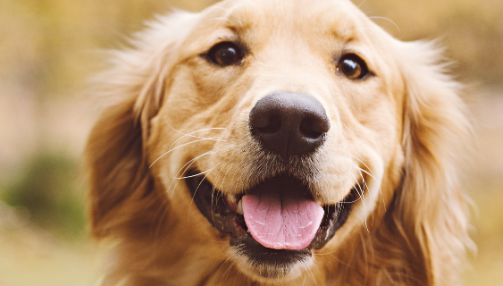Le Golden Retriever