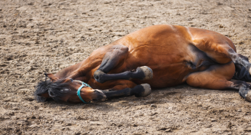 Comment limiter le risque de coliques chez le cheval ?