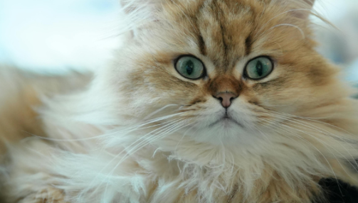 Le chat persan