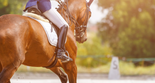 Tout savoir sur le muscle chez le cheval : fonctionnement, performances, amélioration…