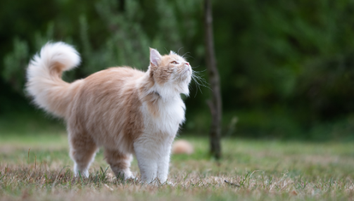 Comment bien nourrir un chat d'extérieur ?