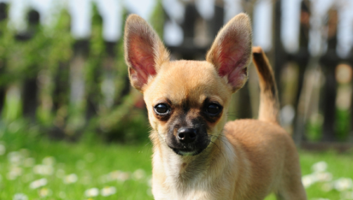 Le Chihuahua
