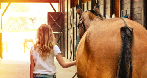 Propriétaire de cheval : vos obligations légales