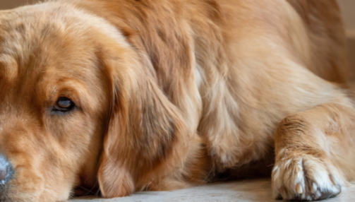 Otite chez le chien : causes, symptômes et traitements