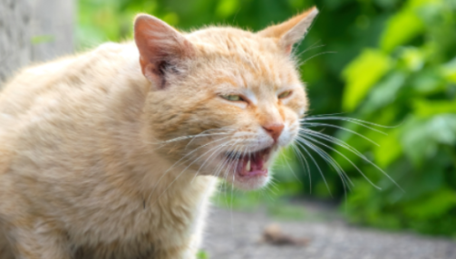 La parvovirose féline : comprendre, reconnaître et prévenir cette maladie grave chez le chat