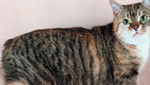Le chat Manx