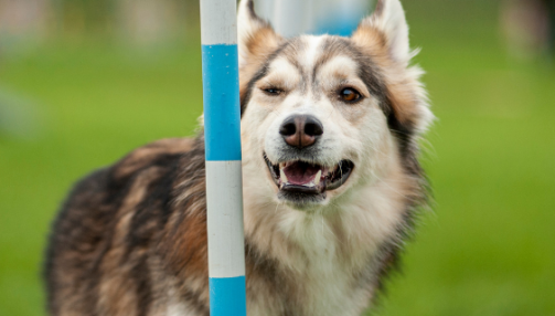 Les essentiels de l'entraînement d'agilité canine
