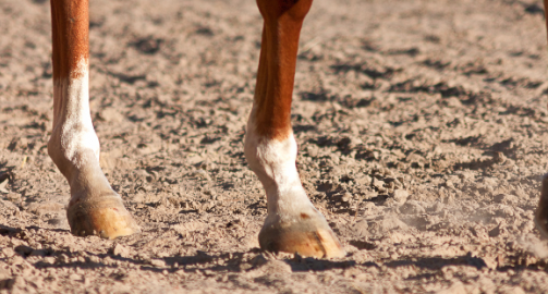 Intérêt de la complémentation en biotine chez le cheval