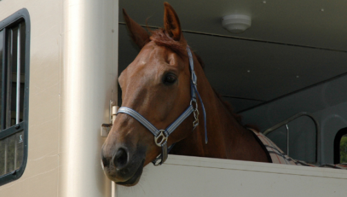 Transporter son cheval à l'étranger : protocole à suivre