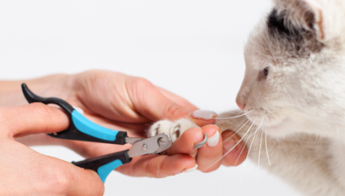 Comment couper les griffes de son chat ?