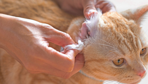 Comment nettoyer les oreilles d’un chat : notre guide