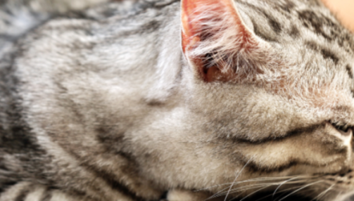 Les vomissements chez le chat : comprendre, prévenir et agir