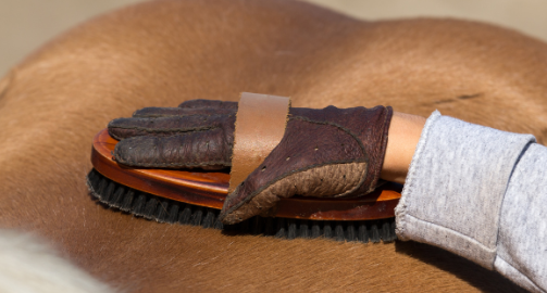 Le pansage chez le cheval : késako ?