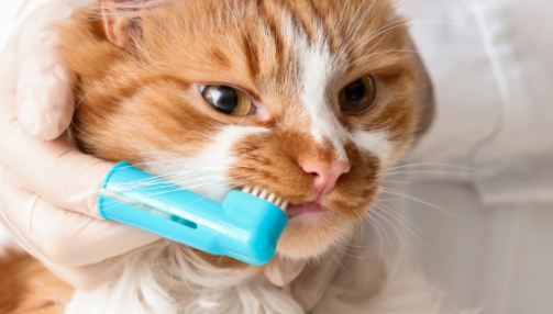 Mauvaise haleine chez le chat : causes, stades de la maladie parodontale et prise en charge